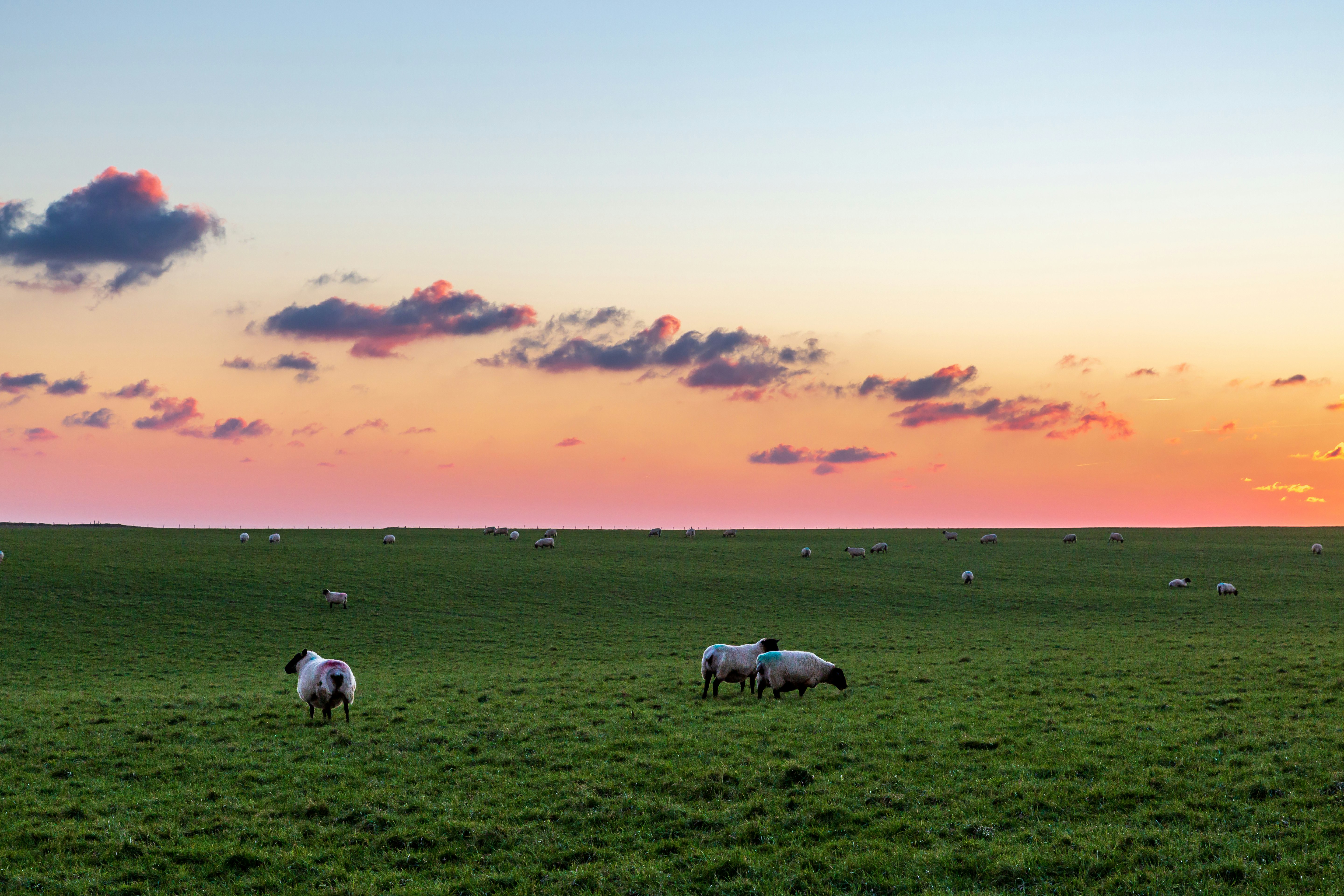 Sheep on a field at sunset